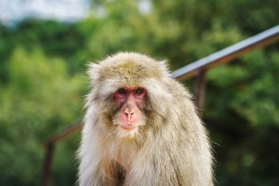 Close-up portrait of monkey