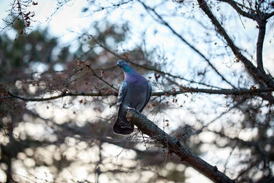 Low angle view of bird perching on bare tree