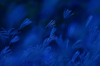 Close-up of blue flowering plants on field