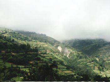 High angle view of trees in foggy weather