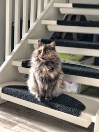 Portrait of cat sitting on railing