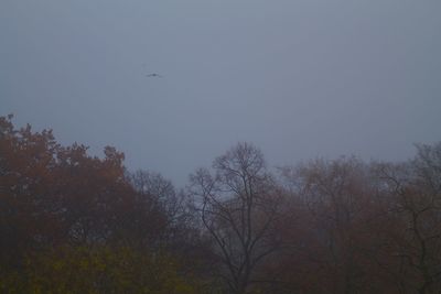Low angle view of silhouette trees against clear sky