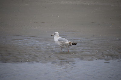 Seagull on beach