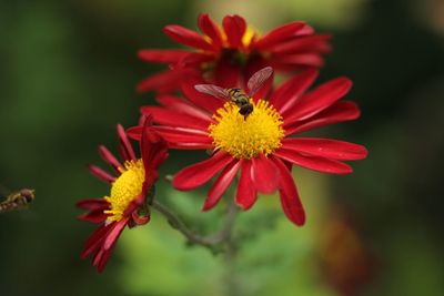 Close-up of insect on flower