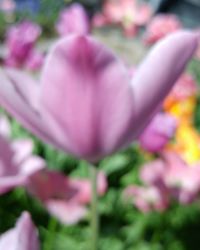 Close-up of pink tulip blooming outdoors