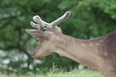 Deer in a field