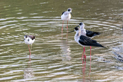 View of birds in calm water