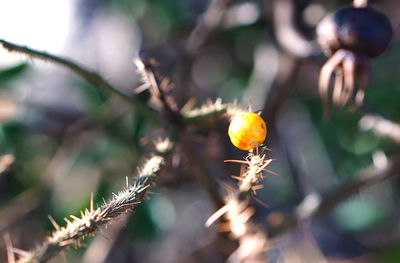 Close-up of fresh green plant