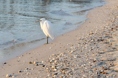 Seagull on beach