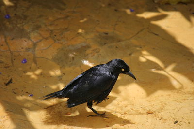 High angle view of raven on field