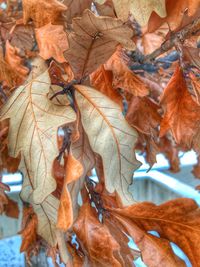 Close-up of dry maple leaves on tree