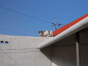 Cat on cable against clear sky