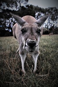 Portrait of horse on field