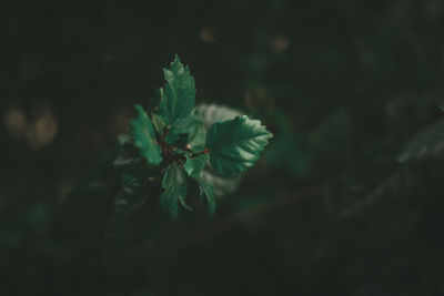 Close-up of fresh green leaf