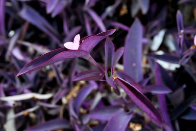 Close-up of purple crocus