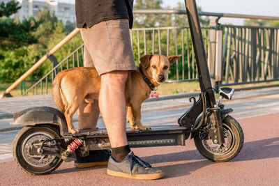 Feet of a man in shorts and sneakers with his small cute dog near to electric scooter on the street. 