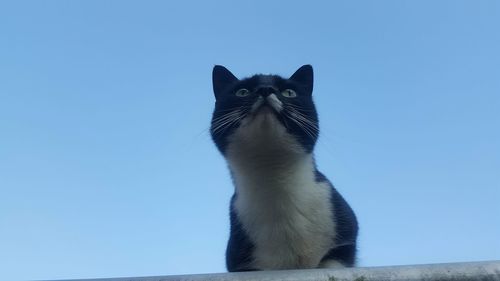 Low angle view of cats against clear blue sky