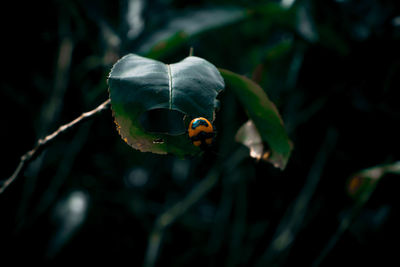 Close-up of ladybug on leaf