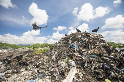 Vultures scavenge for food at the local dump.