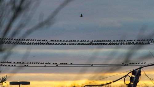 Low angle view of birds flying against sky