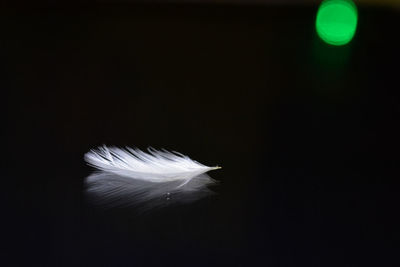 Close-up of white feather against black background