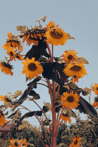 Close-up of yellow flowering plant against clear sky