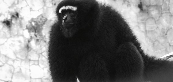 Close-up of monkey on tree