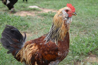 Close-up of rooster on land