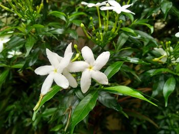 Close-up of white flowering plant