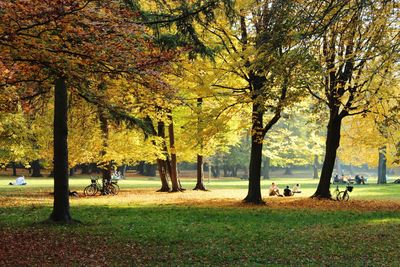 Trees in park during autumn