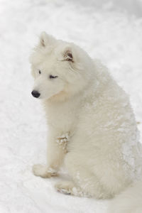 Dog looking away on snow field