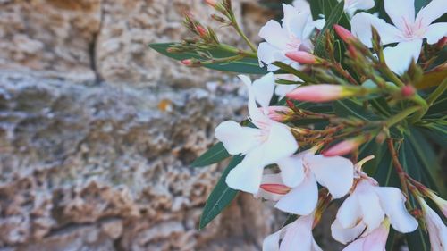 Close-up of white flowers blooming outdoors