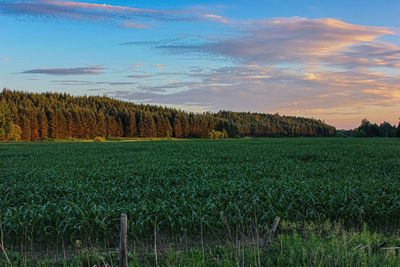 Scenic view of agricultural field against sky