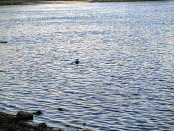 High angle view of ducks swimming in lake