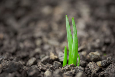 Close-up of plant growing on field