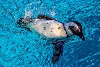 High angle view of penguin swimming in pond