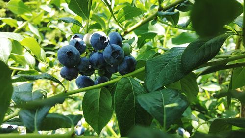 Close-up of berries growing on tree