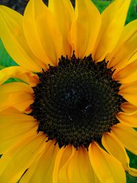 Close-up of sunflower