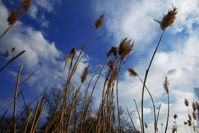 Low angle view of stalks against sky