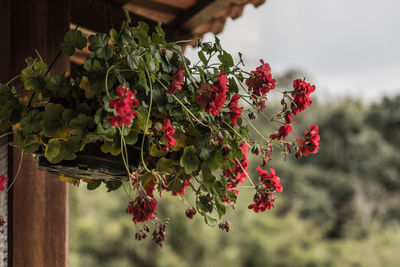 Close-up of pink flowers growing on plant against sky