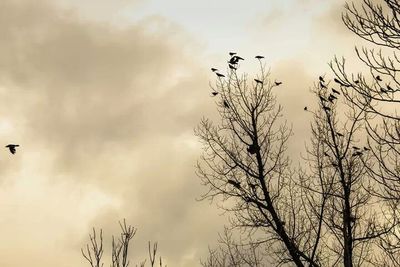 Low angle view of bare tree against sky