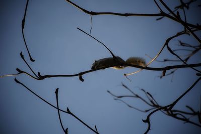 Low angle view of bare tree against sky