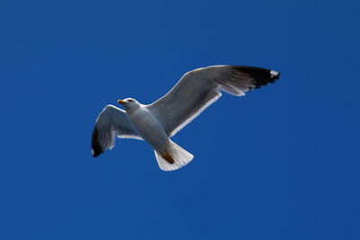 Low angle view of seagull flying