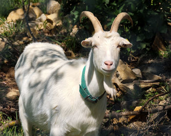 Portrait of white goat standing on field