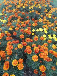 Close-up of yellow flowers blooming outdoors