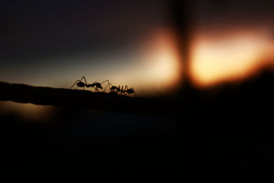 Close-up of ant on silhouette plant against sky at sunset