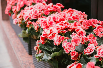 Close-up of pink roses