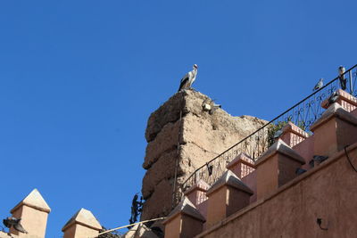 Low angle view of seagull perching on building against sky