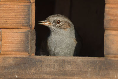 Close-up of bird perching on wood