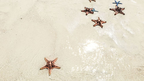 High angle view of crab on wall